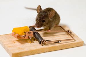 House Mouse Diseases - Front Range Pest Control of Fort Collins - Serving Northern Colorado