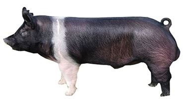 Hampshire Pig | Animal Husbandry Tips | Apni Kheti