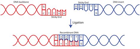 Addgene: Protocol - How to Ligate Plasmid DNA