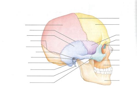 Skull - Ben's Anatomy Website