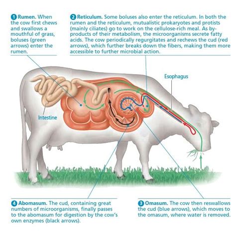 Digestive System Of A Cow Diagram Farmer Writes: Ruminating