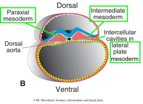 Lateral Plate Mesoderm