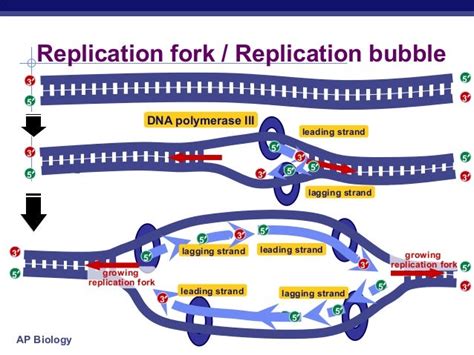 Dna replication