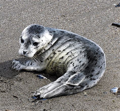 newborn harbor seal pup – Mendonoma Sightings