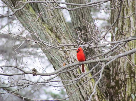 Northern Cardinal - NestWatch