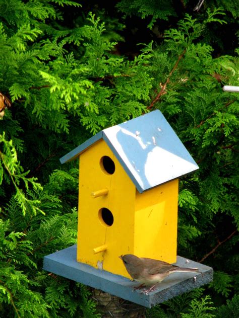 Yellow Finch Bird House Plans