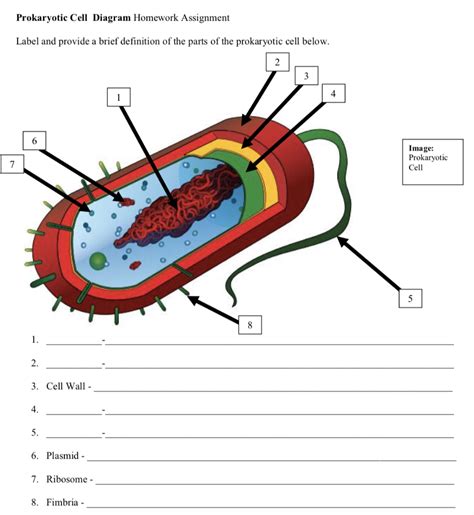 Prokaryotic Cell Diagram Labeled Printable Diagram Prokaryotic Cell Cell Diagram Prokaryotes - Riset