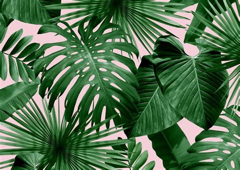 Tropical Leaf Wallpapers - Top Free Tropical Leaf Backgrounds - WallpaperAccess