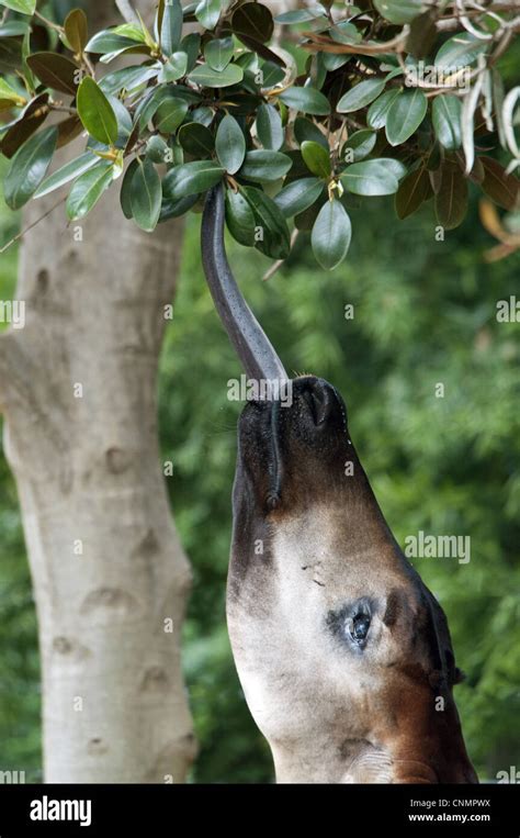 Okapi (Okapia johnstoni) adult, close-up of head, feeding with tongue stretching out for leaves ...