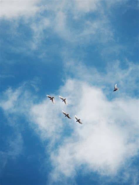 A Birds Flying Under the Blue Sky and White Clouds · Free Stock Photo