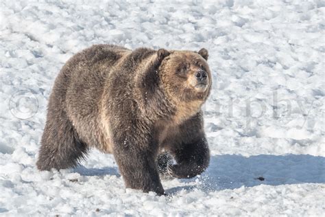 Grizzly Bear Walking In Snow – Tom Murphy Photography