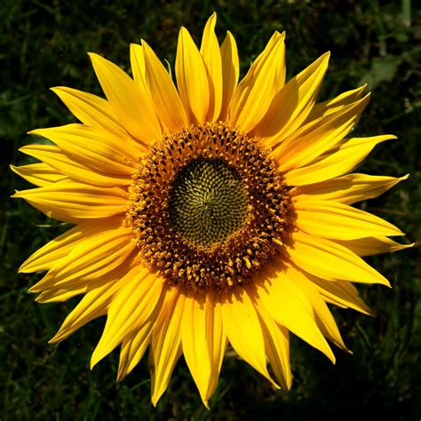 File:Sunflower Helianthus 1 edited.png - Wikimedia Commons