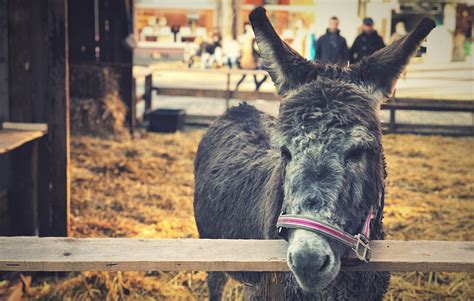 Donkey Lady Bridge Is a Road Trip Destination for Only the Brave - Drivin' & Vibin'