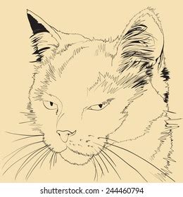 Angry Cat Sketch Illustration Stock Vector (Royalty Free) 244460794 | Shutterstock