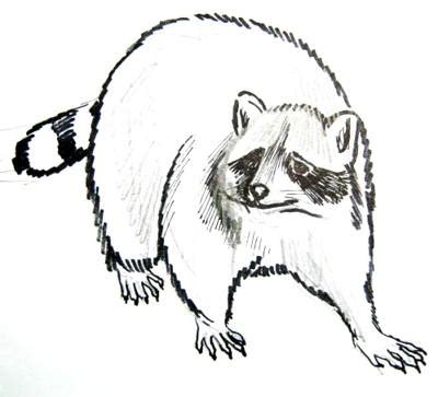 Simple Raccoon Drawing at GetDrawings | Free download