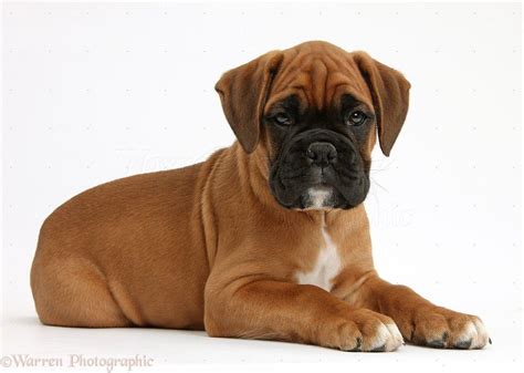 Boxer Puppies Wallpapers - Wallpaper Cave