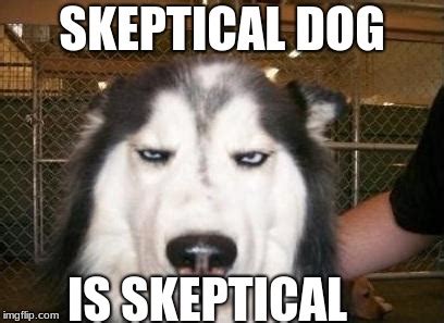 skeptical dog Memes & GIFs - Imgflip