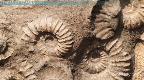 Fossil: Definition, Types, Characteristics & Examples - Video & Lesson Transcript | Study.com