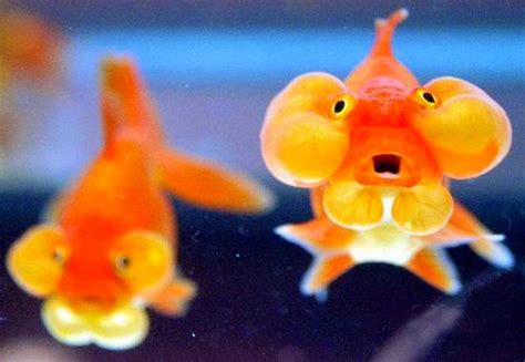 Funny Goldfish Bubble Eye | Fun Animals Wiki, Videos, Pictures, Stories