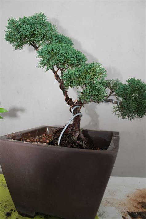 Yanashimi Bonsai: Chinese Juniper