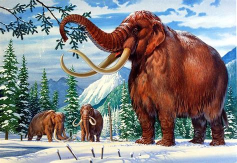 The Siberian or Woolly Mammoth in all its primeval glory. Description from bookpalace.com. I ...