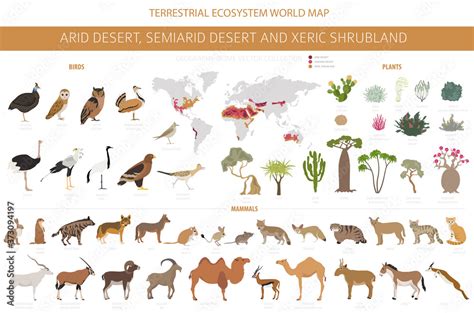 Desert biome, xeric shrubland natural region infographic. Terrestrial ecosystem world map ...