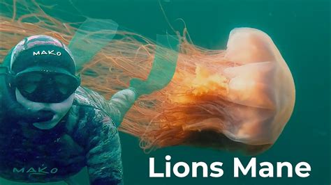 Lions Mane Jellyfish Sting