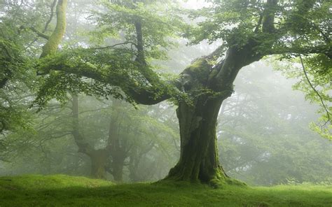 nature, Forest, Trees, Green Wallpapers HD / Desktop and Mobile Backgrounds