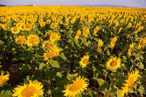 Sunflower field view 10372863 Stock Photo at Vecteezy