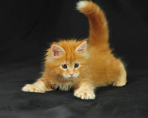 Maine Coon Cat Personality, Characteristics and Pictures - InspirationSeek.com