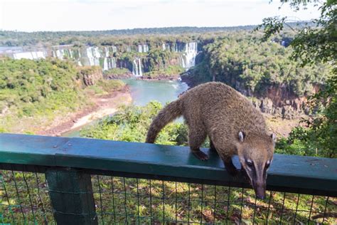 Ultimate Guide to Iguazú National Park | kimkim