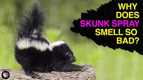 Mythbusters Skunk Removal Recipe | Bryont Blog