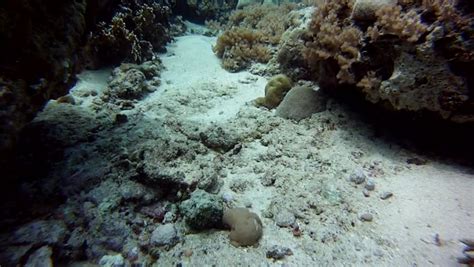 camouflage stonefish reacts swims Stock Footage Video (100% Royalty-free) 1501343 | Shutterstock