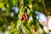 Tree seeds, blurred background. | Nature Stock Photos ~ Creative Market