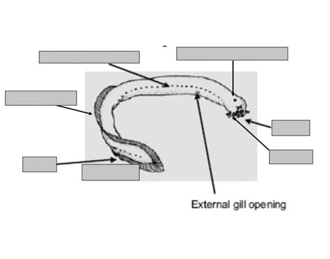 Hagfish Anatomy Quiz