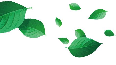 Green Leaf - Vector tea png download - 2653*1500 - Free Transparent ...