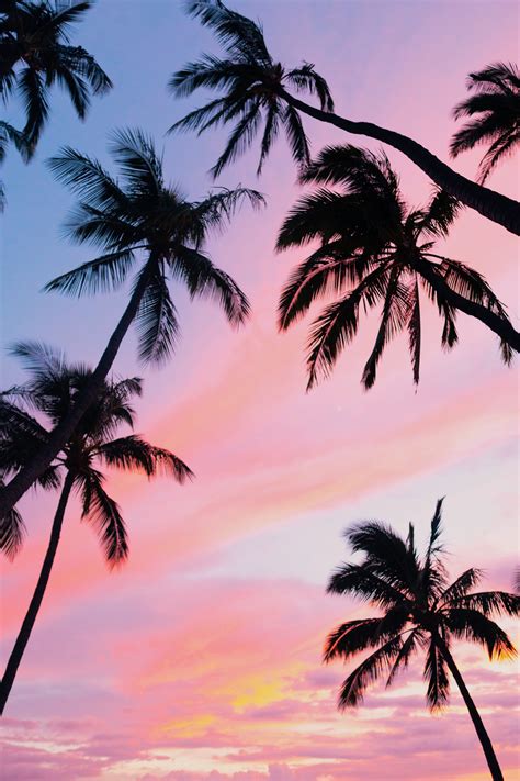 Hawaiian Palm Trees Wallpaper