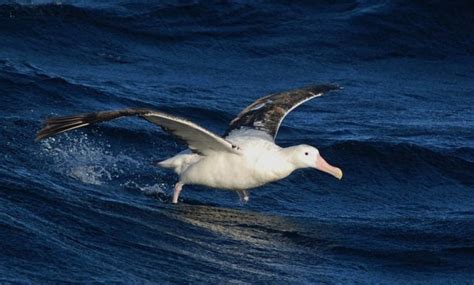 Wandering Albatross | The Animal Facts | Appearance, Diet, Habitat