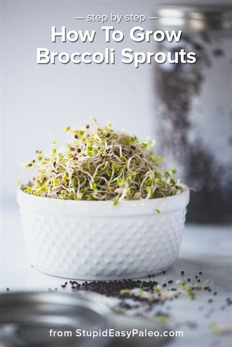 Growing Broccoli Sprouts In A Jar - Broccoli Walls