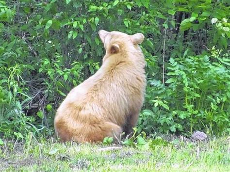 Rare Albino Bear Taken In Columbia County, Pennsylvania