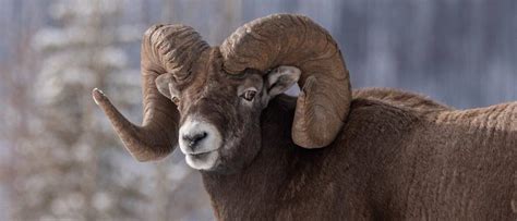 10 Incredible Bighorn Sheep Facts - Wiki Point