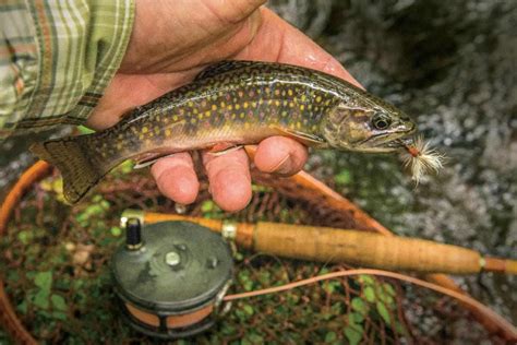 brown trout as invasive species | The North American Fly Fishing Forum - sponsored by Thomas Turner