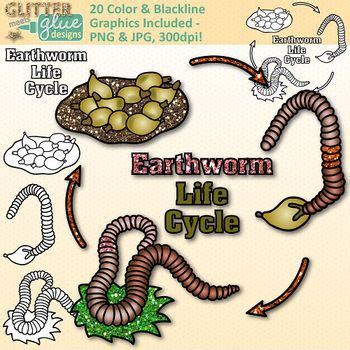 Earthworm Life Cycle Clipart: Insect and Bug Graphics {Glitter Meets Glue} | Life cycles, Life ...