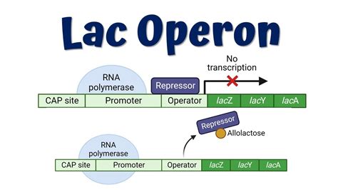 Lac Operon Animation