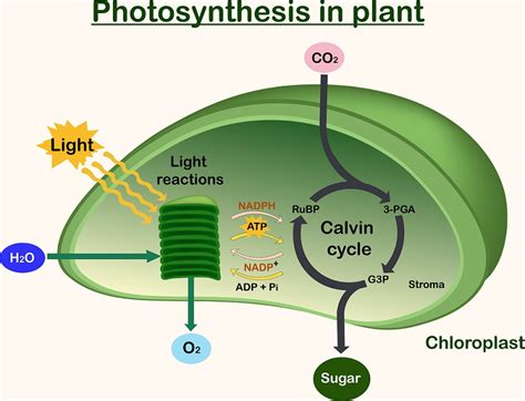 Photosynthesis Cycle Diagram