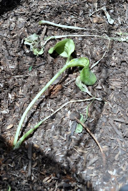 Pumpkin’s Progress: Wilted Seedlings, Sagging Ego – Gardening Nirvana