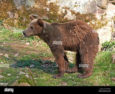 Brown Bear in its natural habitat in springtime Stock Photo - Alamy