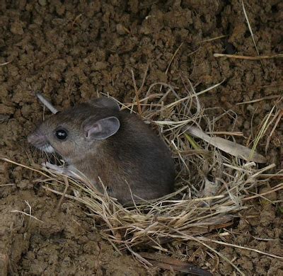 Ohio Birds and Biodiversity: White-footed Deer Mouse