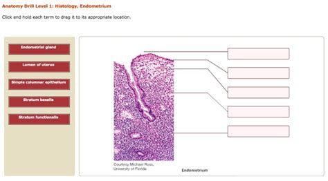 Lumen Anatomy - Anatomical Charts & Posters