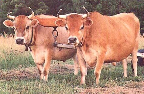 oxen - Google Search | OUTSTANDING OXEN | Pinterest | Cattle and Animal